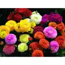 Bild 1 von Ranunkel, Ranunculus asiaticus, Blütenfarbe: mehrfarbig