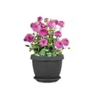 Bild 2 von SCHEURICH Pflanzgefäß »Catania«, 48 x 36,7 cm (ØxH), Kunststoff, metallgrau