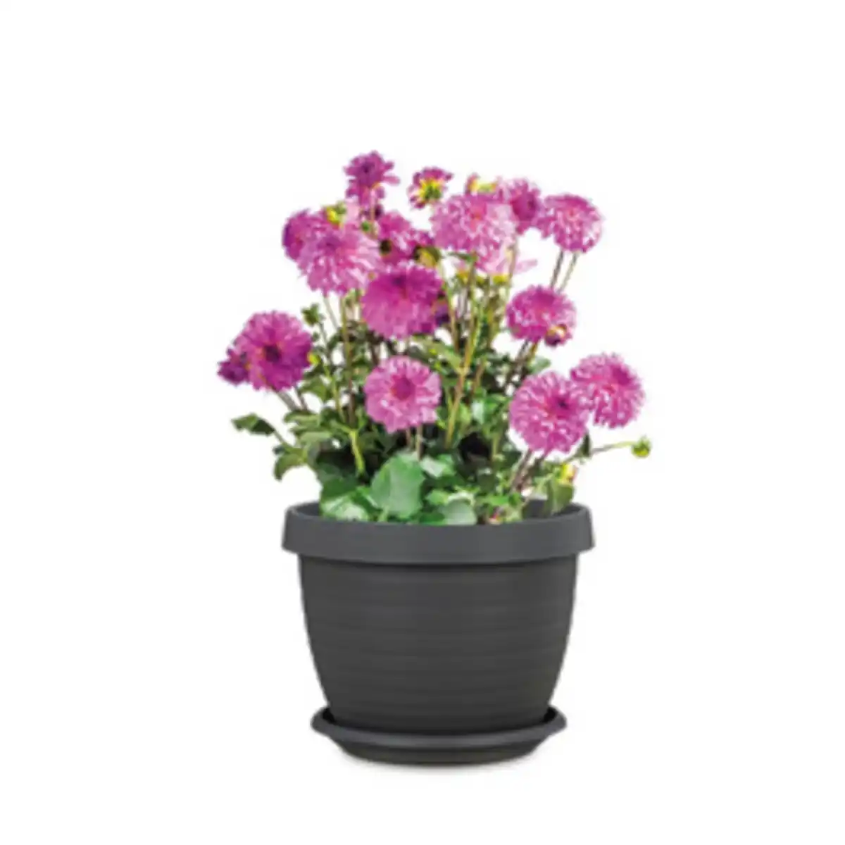 Bild 2 von SCHEURICH Pflanzgefäß »Catania«, 48 x 36,7 cm (ØxH), Kunststoff, metallgrau