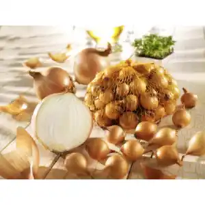 Kiepenkerl Steckzwiebel cepa Allium