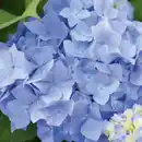 Bild 1 von Endless Summer® Hortensie Hydrangea macrophylla »Endless Summer®«, blau