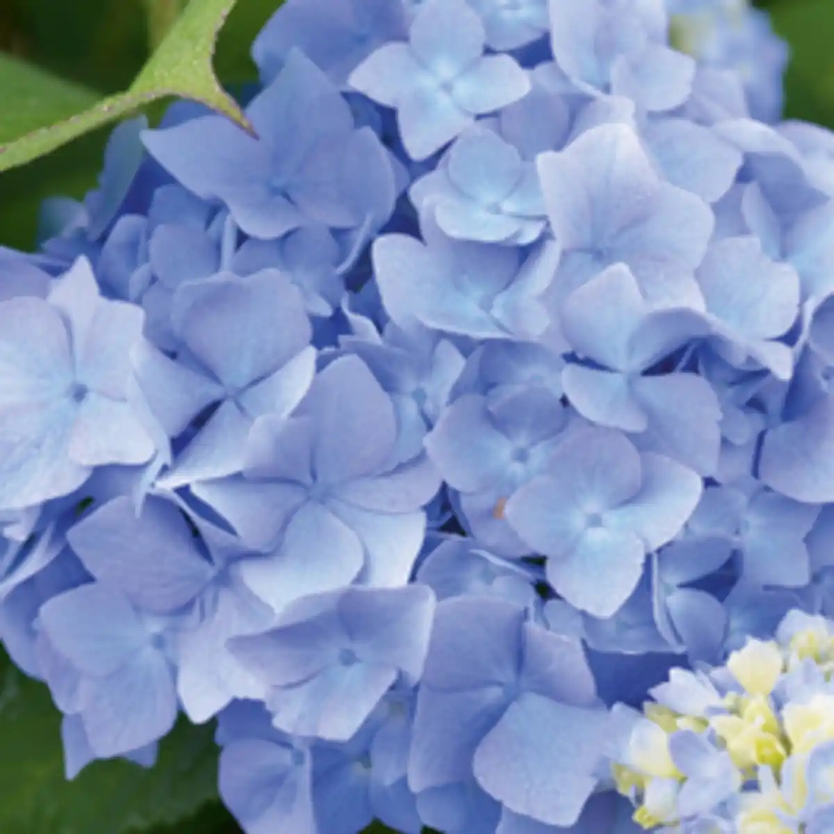 Bild 1 von Endless Summer® Hortensie Hydrangea macrophylla »Endless Summer®«, blau
