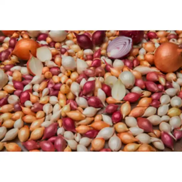 Bild 2 von Kiepenkerl Steckzwiebeln »Trio«, verschiedene Größen, 250 g