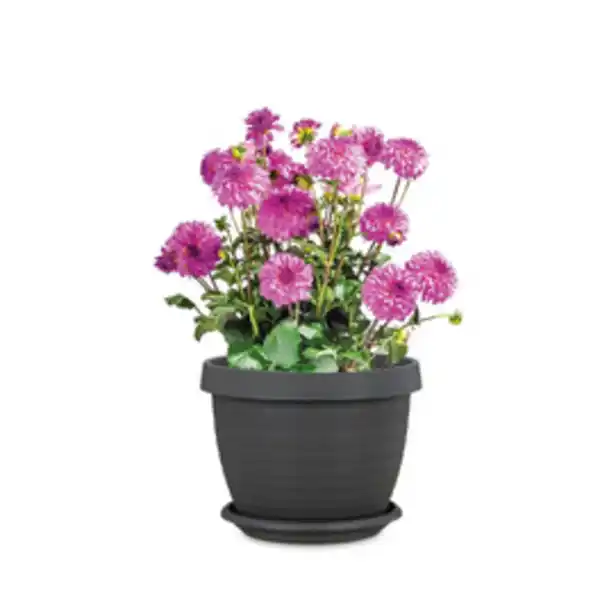 Bild 2 von SCHEURICH Pflanzgefäß »Catania«, 40 x 30 cm (ØxH), Kunststoff, metallgrau