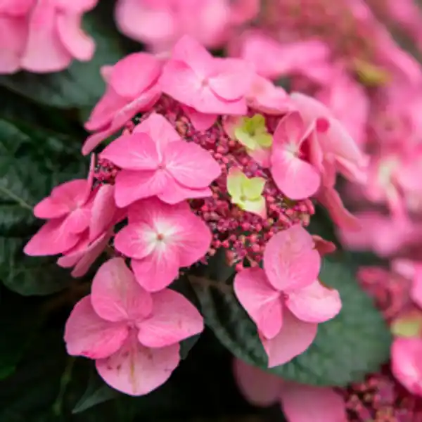 Bild 2 von Endless Summer® Hortensie Hydrangea macrophylla »Endless Summer®«, Pop Star, rosa