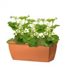 Bild 2 von DEROMA Pflanzkasten »Roma Liscia«, Terrakotta, rechteckig