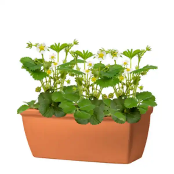 Bild 2 von DEROMA Pflanzkasten »Roma Liscia«, Terrakotta, rechteckig