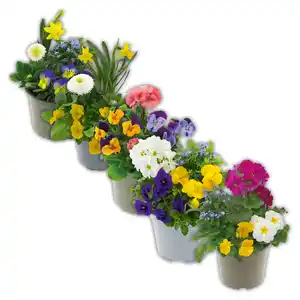 CrazziCube® Frühlings Mix