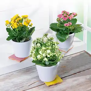 Oster Kalanchoe