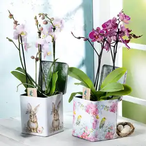 Phalaenopsis Multiflora