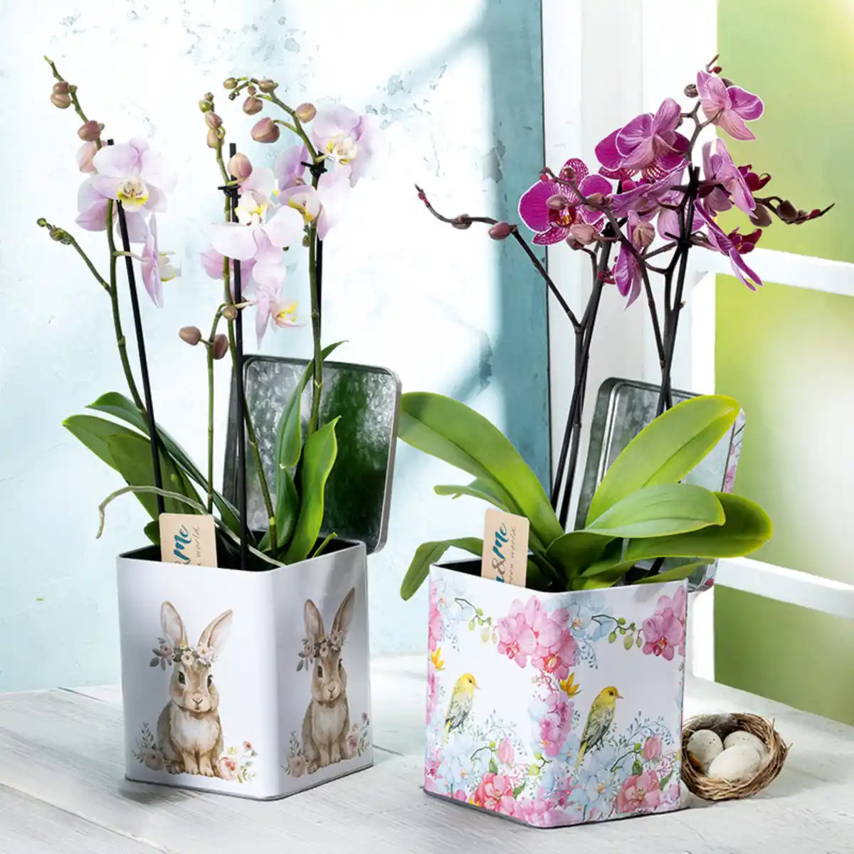 Bild 1 von Phalaenopsis Multiflora