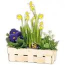 Bild 1 von Frühlings Mix 3er