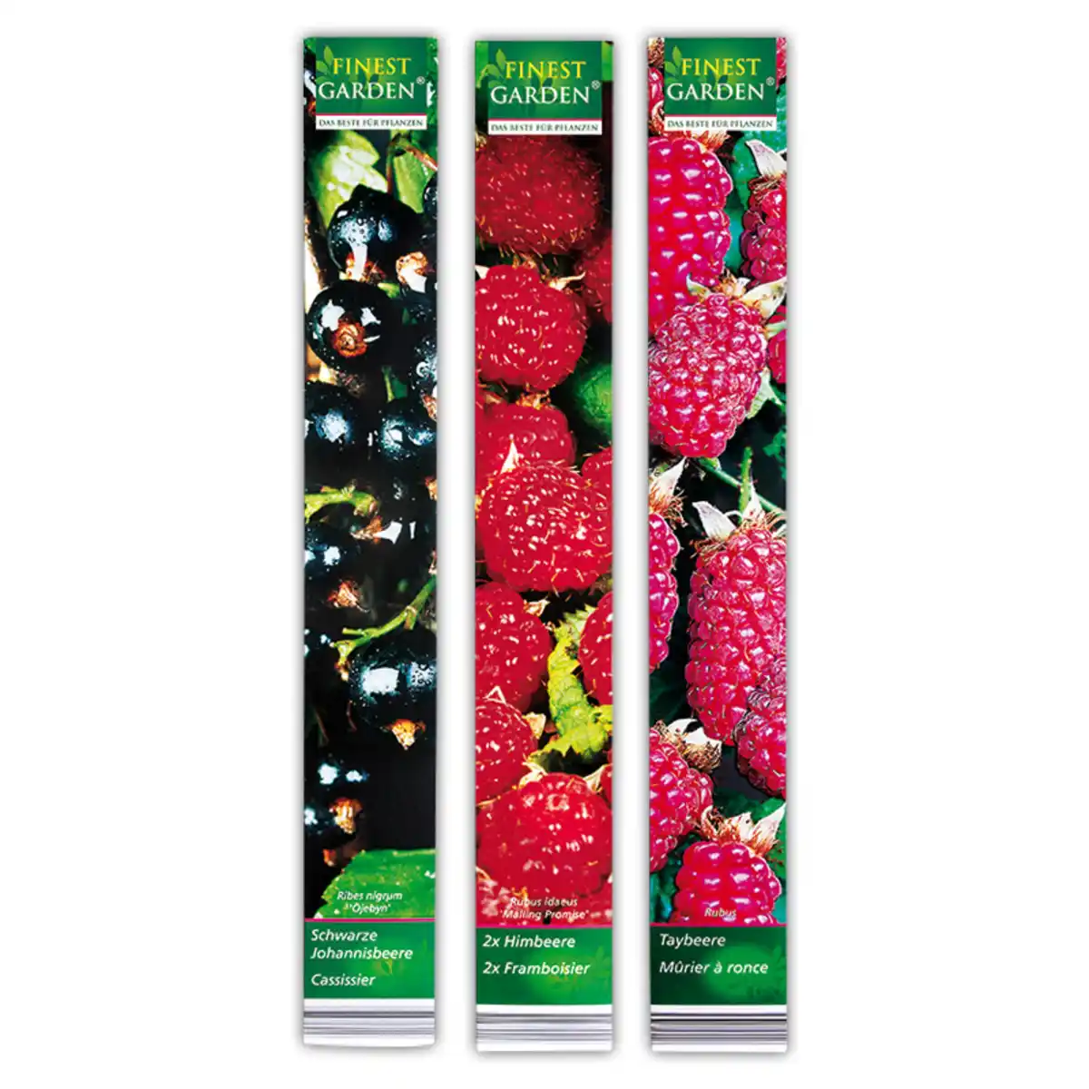 Bild 1 von Finest Garden Beerensträucher