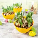 Bild 1 von Narzissen