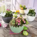 Bild 1 von Bepflanztes Osterei