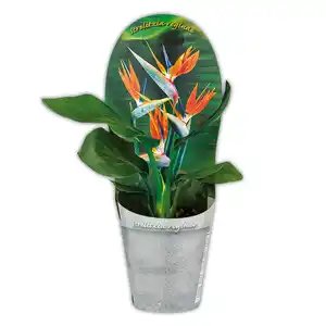 Paradiesvogelblume "Strelitzia reginae"