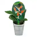 Bild 1 von Paradiesvogelblume "Strelitzia reginae"