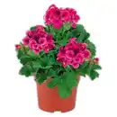 Bild 1 von Edelgeranie