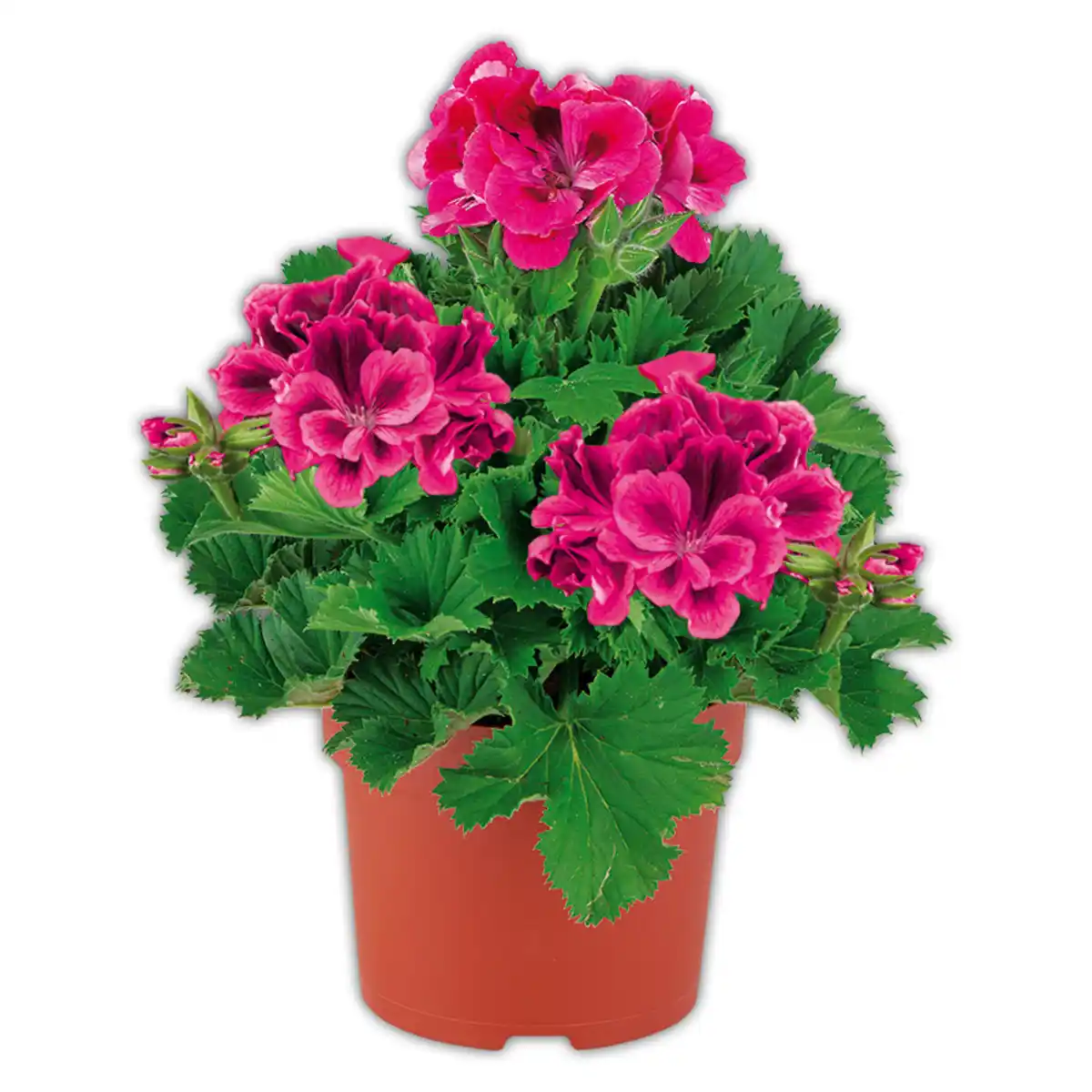 Bild 1 von Edelgeranie