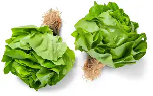 Dtsch. Kopfsalat, Stück