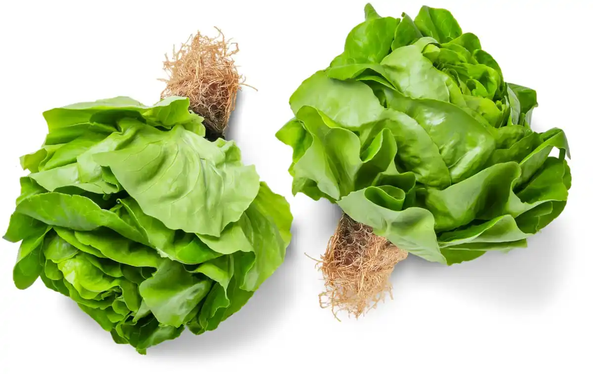 Bild 1 von Dtsch. Kopfsalat, Stück