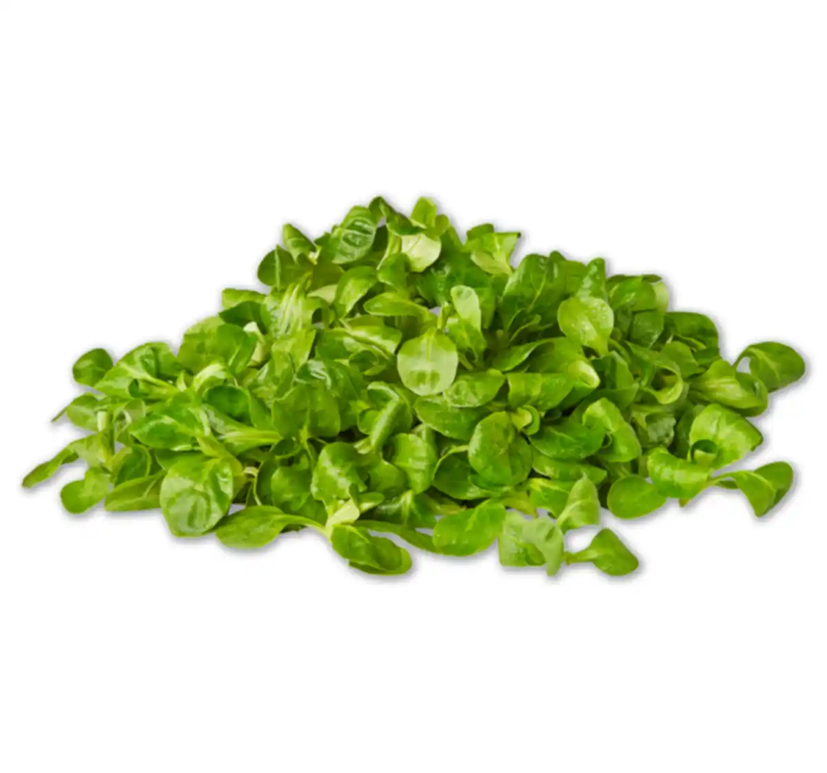 Bild 1 von Feldsalat