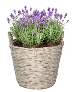 Lavendel herrlich duftend