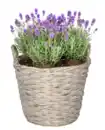 Bild 1 von Lavendel herrlich duftend