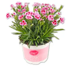 Nelke „Pink Kisses“*