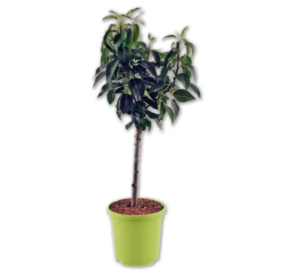 Bild 1 von Versch. Zwergobst*