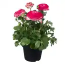 Bild 1 von Frühlingspflanzen "Spring Pink" Ranunculus asiaticus Asiatischer Hahnenfuß 17 cm