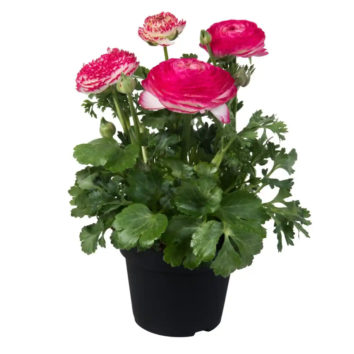 Bild 1 von Frühlingspflanzen "Spring Pink" Ranunculus asiaticus Asiatischer Hahnenfuß 17 cm