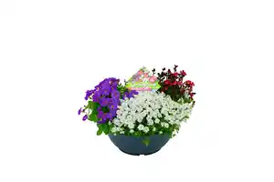 Staudenmix Combo Rocks Quattro Schalen 23 cm Topf