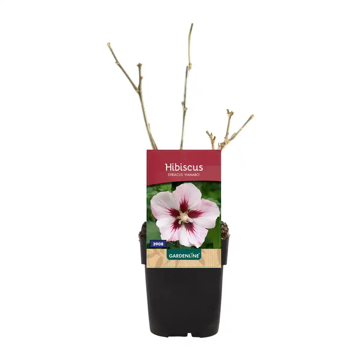 Bild 3 von GARDENLINE Gartenhibiskus