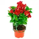 Bild 3 von Mandevilla