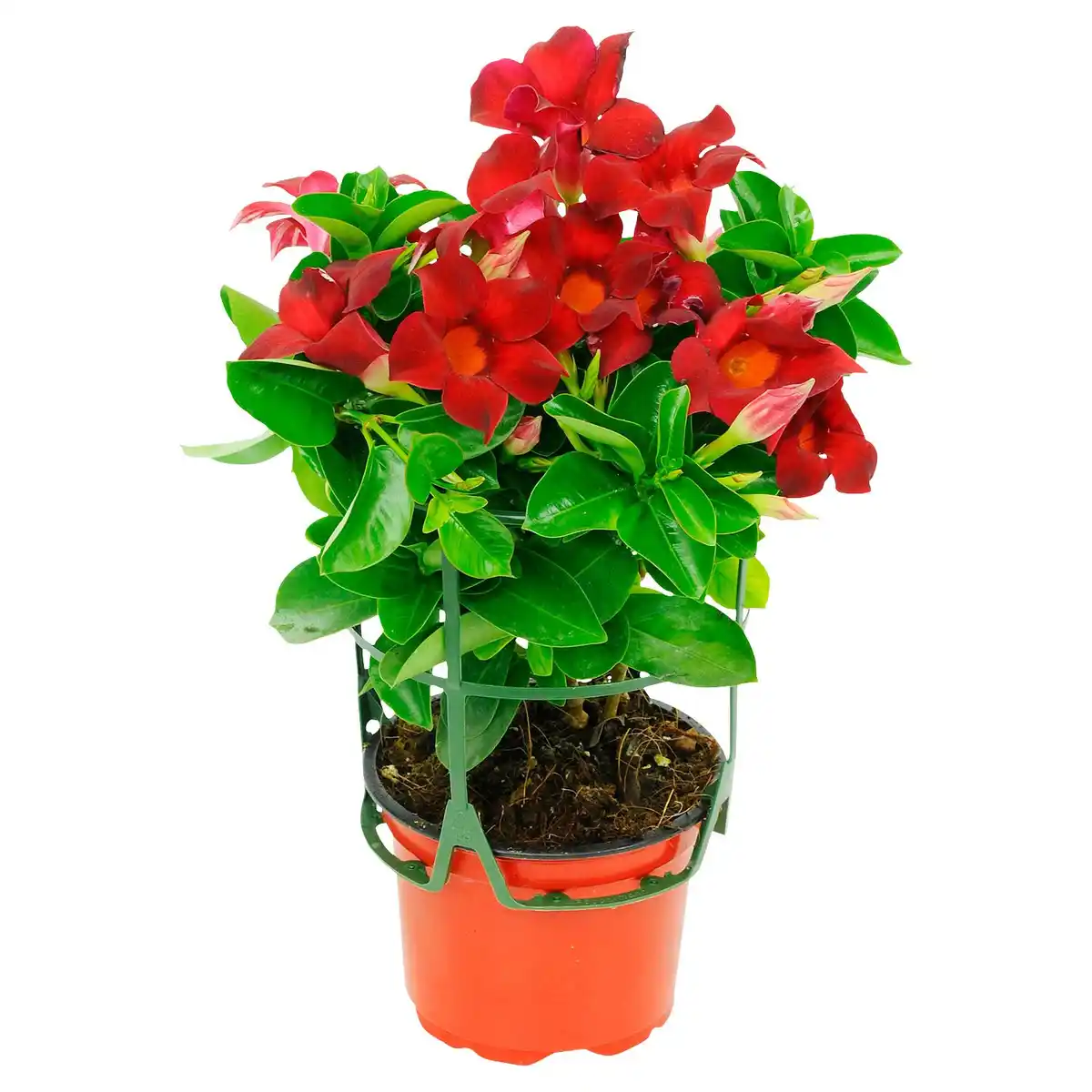 Bild 3 von Mandevilla