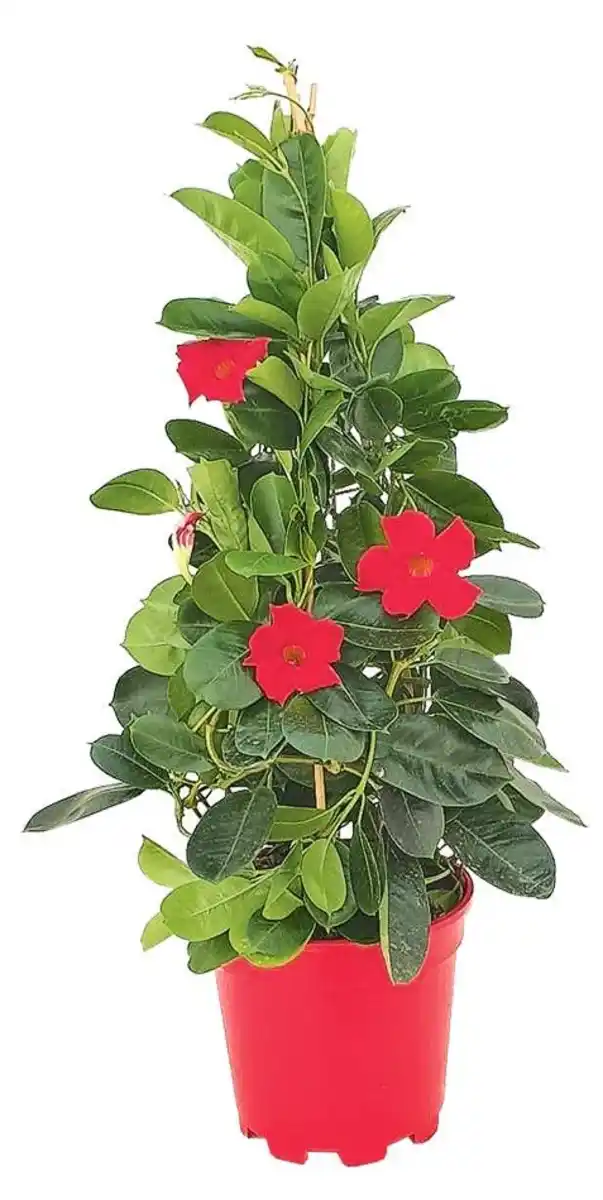 Bild 2 von Mandevilla