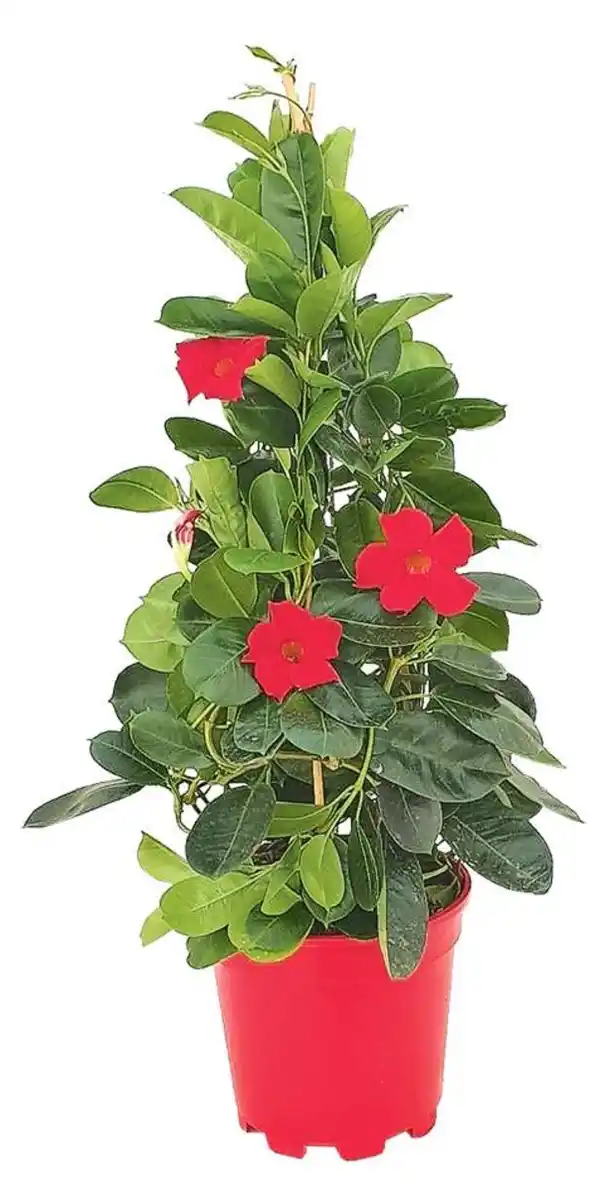 Bild 2 von Mandevilla