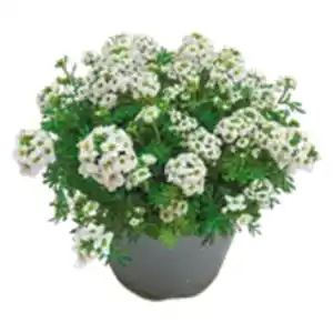 Steingarten Stauden-Mix