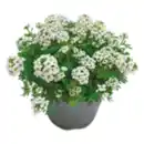 Bild 1 von Steingarten Stauden-Mix