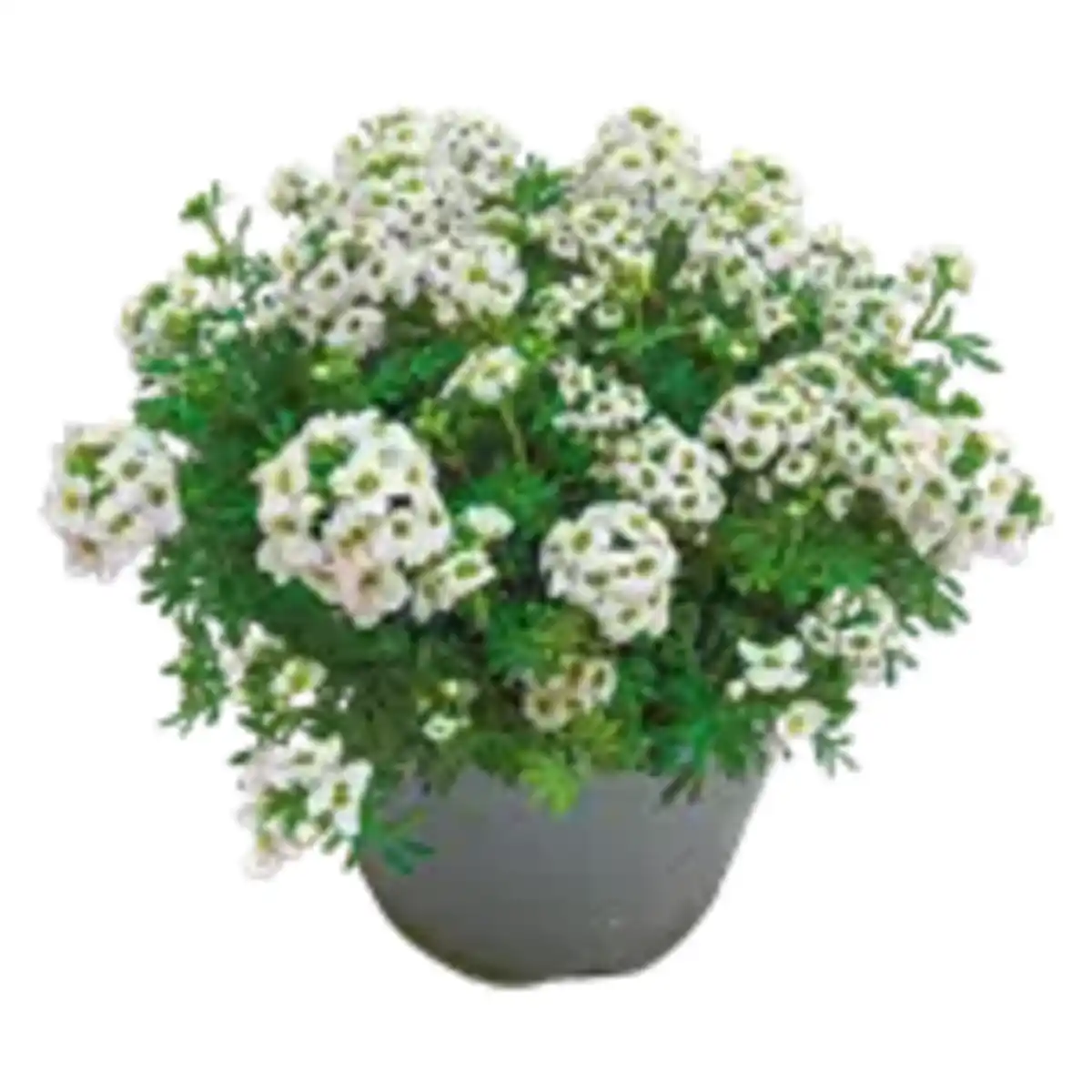 Bild 1 von Steingarten Stauden-Mix