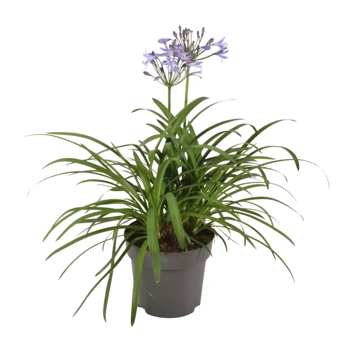 Bild 3 von GARDENLINE Schmucklilie „Summer Love“