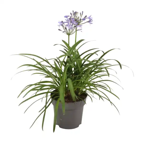 Bild 3 von GARDENLINE Schmucklilie „Summer Love“