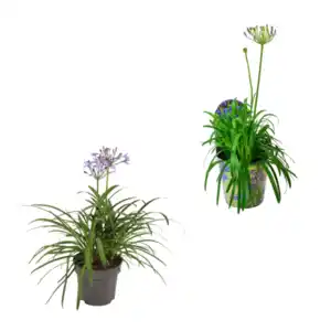 GARDENLINE Schmucklilie „Summer Love“