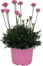 Bild 1 von Frühlingspflanzen "Spring Pink" Grasnelke Armeria Dreameria 17 cm Topf
