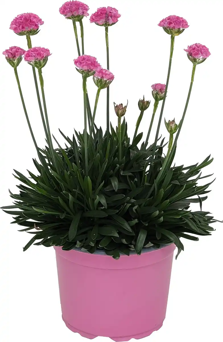 Bild 1 von Frühlingspflanzen "Spring Pink" Grasnelke Armeria Dreameria 17 cm Topf