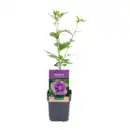 Bild 2 von GARDENLINE Gartenhibiskus