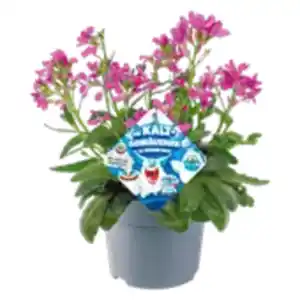 Stauden-Mix „Die Kaltschnäuzigen“