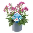 Bild 1 von Stauden-Mix „Die Kaltschnäuzigen“