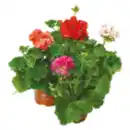 Bild 1 von Geranien